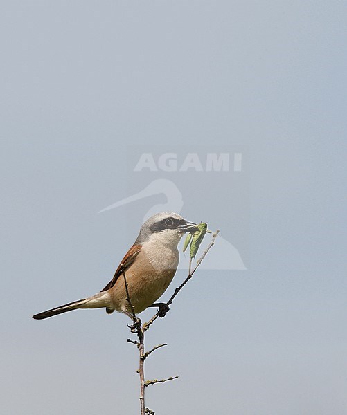 Red-backed Shrike (Lanius collurio), adult male with a cricket in its bill at Hyllekrog, Denmark. stock-image by Agami/Helge Sorensen,