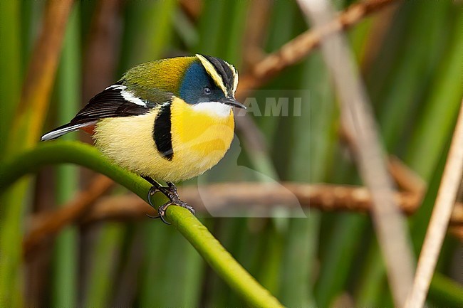 Birds of Peru, a Many-colored Rush Tyrant stock-image by Agami/Dubi Shapiro,