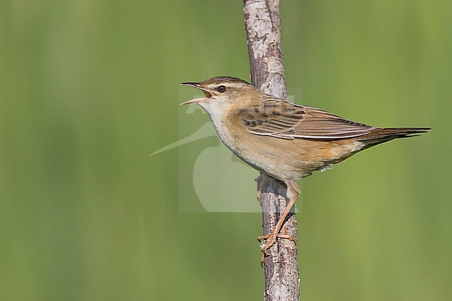 Pallas's Grasshopper Warbler - Streifenschwirl - Locustella certhiola ssp. centralasiae, Kazakhstan stock-image by Agami/Ralph Martin,