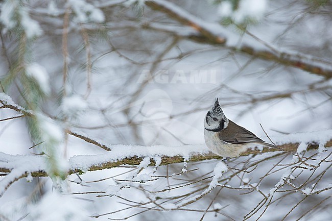 Crested Tit - Haubenmeise - Lophophanes cristatus ssp. cristatus, Germany (Baden-Württemberg), adult stock-image by Agami/Ralph Martin,