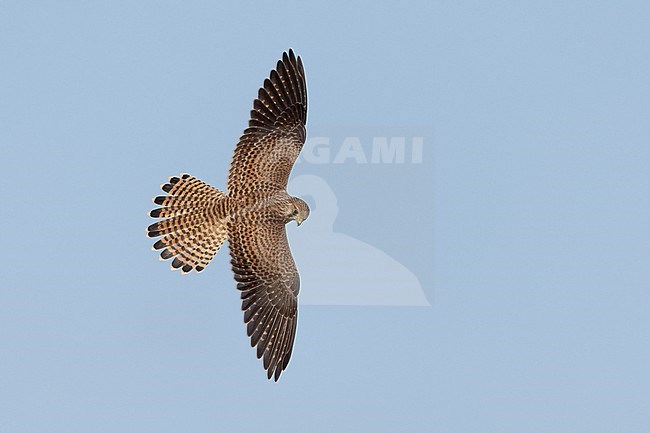 Juvenile Eurasian Kestrel (Falco tinnunculus) in flight. Hovering in mid-air showing topside, looking for prey in Lolland, Denmark. stock-image by Agami/Helge Sorensen,