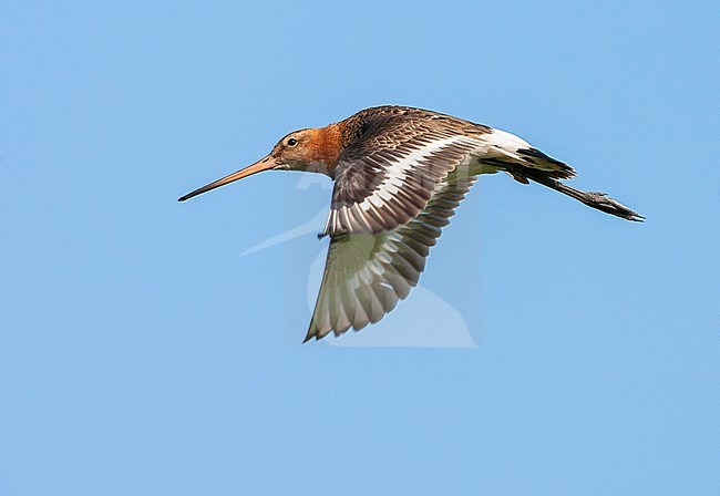 Black-tailed Godwit (Limosa limosa) in the Netherlands. Adult in flight in a blue sky as background. stock-image by Agami/Marc Guyt,