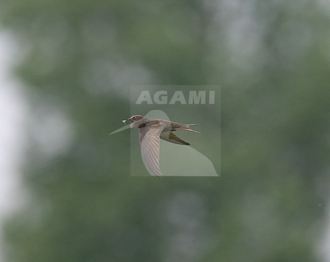 Gierzwaluw; Common Swif stock-image by Agami/Ran Schols,