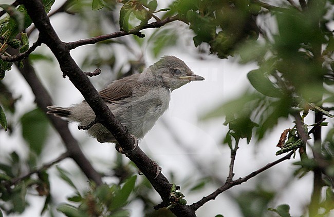 Juvenile Barred Warbler (Sylvia nisoria) in the Zemplen Mountains, Hungary stock-image by Agami/Helge Sorensen,