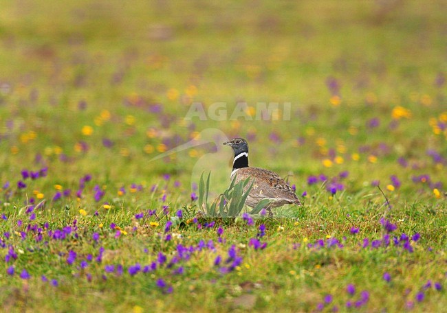 Kleine Trap zittend in bloemrijke grasland. Little Bustard standing in flowering pasture. stock-image by Agami/Ran Schols,