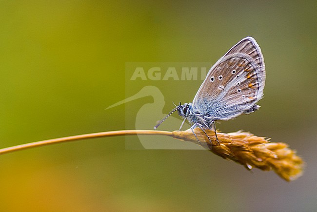 Zwart blauwtje, Geranium Argus, Aricia eumedon stock-image by Agami/Iolente Navarro,