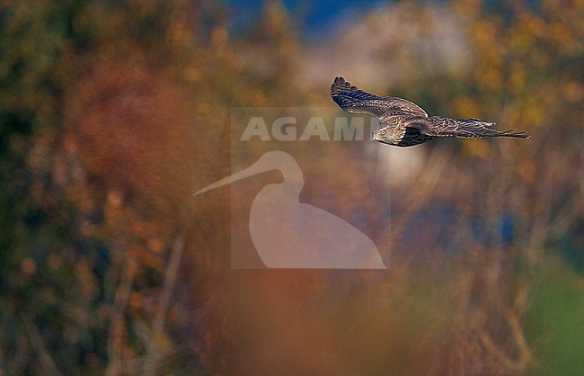 Northern Goshawk juvenile (Accipiter gentilis) Hanko Finland October 2012 stock-image by Agami/Markus Varesvuo,