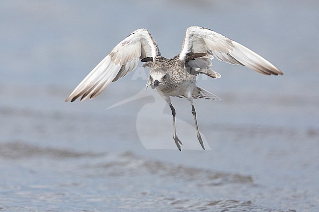 Grey Plover (Pluvialis squatarola), front view of an adult in flight, Campania, Italy stock-image by Agami/Saverio Gatto,