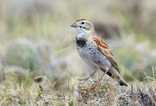 Adult male breeding
Weld Co., CO
April 2014 stock-image by Agami/Brian E Small,