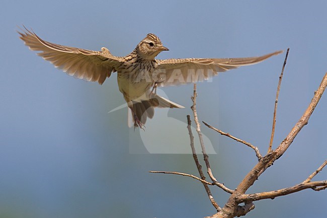 Veldleeuwerik in de vlucht; Eurasian Skylark in flight stock-image by Agami/Daniele Occhiato,