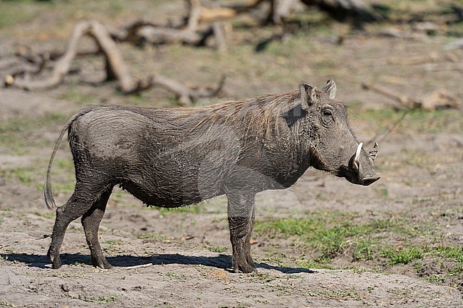 Portrait of a warthog, Phacochoerus africanus. Okavango Delta, Botswana. stock-image by Agami/Sergio Pitamitz,
