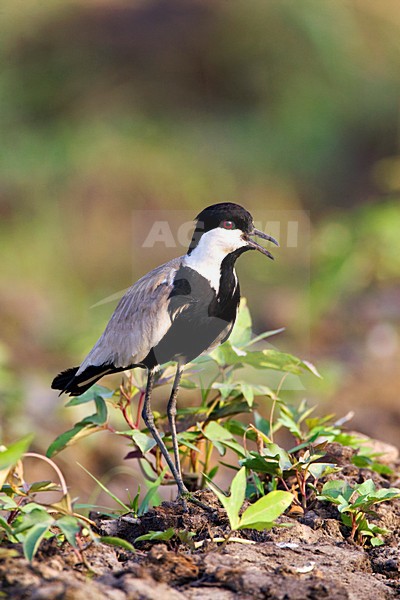Sporenkievit; Spur-winged Plover stock-image by Agami/Marc Guyt,