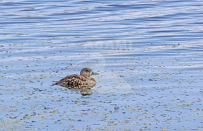 White-backed Duck (Thalassornis leuconotus)in South Africa. stock-image by Agami/Pete Morris,