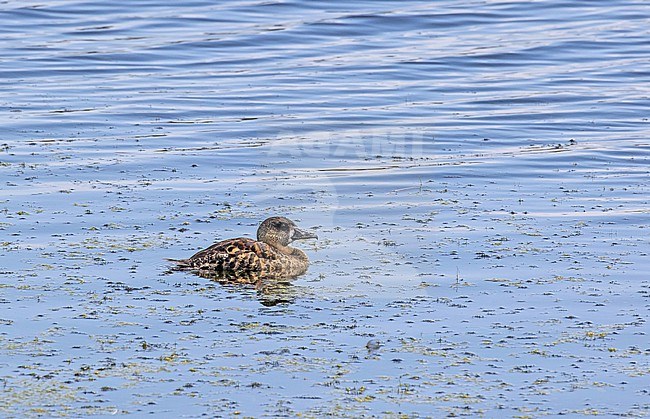 White-backed Duck (Thalassornis leuconotus)in South Africa. stock-image by Agami/Pete Morris,