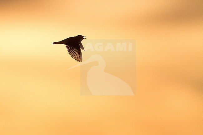  stock-image by Agami/Menno van Duijn,
