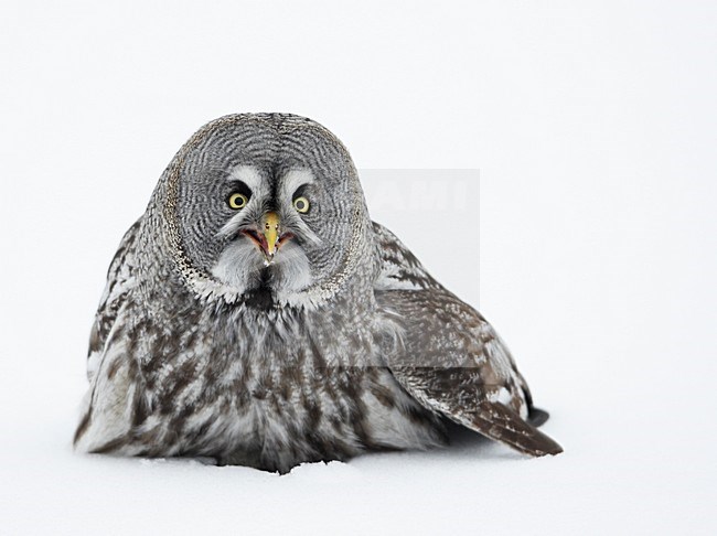 Laplanduil zittend in sneeuw; Great Grey Owl perched in snow stock-image by Agami/Markus Varesvuo,