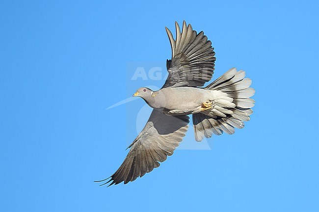 Adult
Santa Barbara Co., CA
November 2020 stock-image by Agami/Brian E Small,