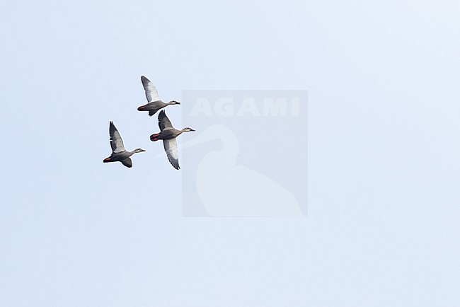 three Eastern Spot-billed Duck or Chinese Spot-billed Duck (Anas zonorhyncha) in flight, found in Choibalsan in Dornod Aimag in Mongolia stock-image by Agami/Mathias Putze,