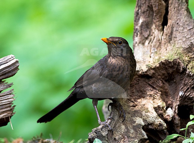 Vrouwtje Merel, Female Common Blackbird stock-image by Agami/Roy de Haas,