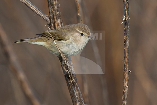 Siberische Tjiftjaf, Siberian Chiffchaff, Phylloscopus tristis stock-image by Agami/Daniele Occhiato,