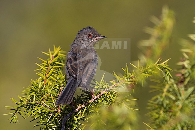 Worn juvenile Dartford Warbler, Sylvia undata) in Italy. Perched on top of a bush. Seen on the back. stock-image by Agami/Daniele Occhiato,