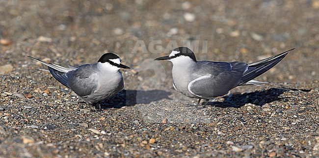 Aleutian Tern (Onychoprion aleuticus) pair taken the 06/06/2022 at Nome - Alaska - USA stock-image by Agami/Aurélien Audevard,
