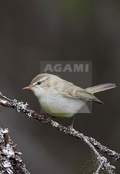 Grauwe Fitis op takje, Greenish Warbler on a branch stock-image by Agami/Markus Varesvuo,
