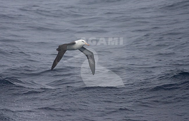 Adult Black-browed Albatross flying above open ocean; Volwassen Wenkbrauwalbatros vliegend boven de oceaan stock-image by Agami/Marc Guyt,