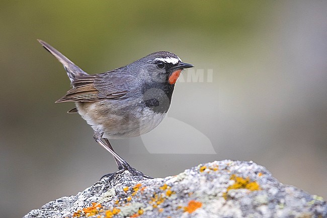 Stunning male Himalayan Rubythroat (Calliope pectoralis ballioni) perched on top of rock in the high mountains of Kazakhstan. Also known as White-tailed Rubythroat. stock-image by Agami/Daniele Occhiato,