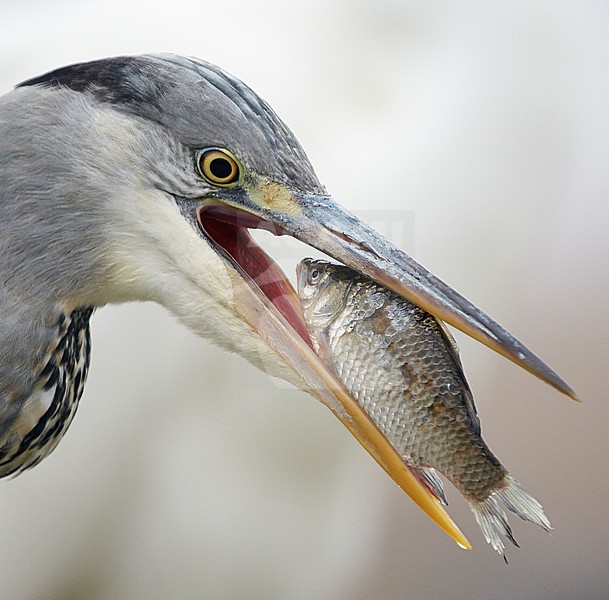 Blauwe Reiger vangt vis; Grey Heron catching fish stock-image by Agami/Markus Varesvuo,