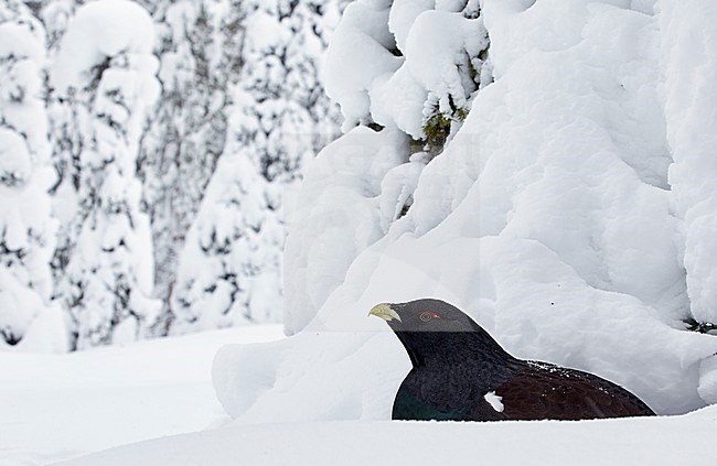 Auerhoen, Western Capercaillie stock-image by Agami/Markus Varesvuo,