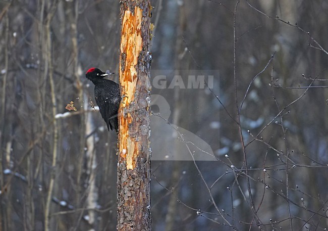 Black Woodpecker foraging on treetrunc; Zwarte Specht foeragerend op boomstam stock-image by Agami/Markus Varesvuo,