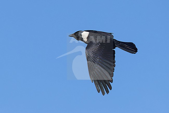 adult daurian jackdaw (coloeus dauuricus) in flight, found near Khalk River in eastern Mongolia in Dornod Aimag stock-image by Agami/Mathias Putze,