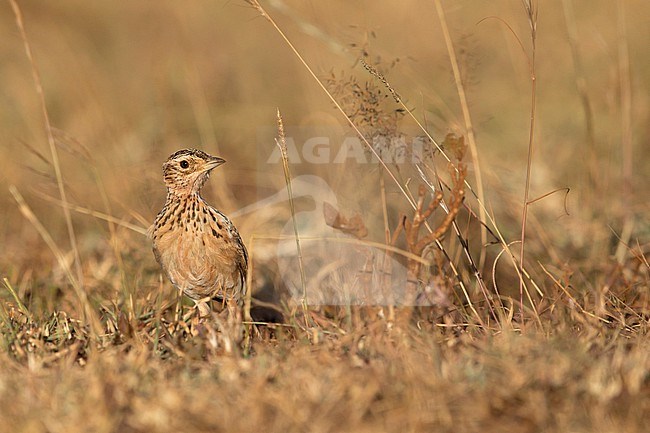 The Archer's Lark (Heteromirafra archeri) is one of the rarest Larks in Africa with restricted and fragmentated range in Ethiopia and Somalia. Probably there are less than 100 birds left. It is critically endangered mostly by overgrazing, agriculture and due to climate change. stock-image by Agami/Mathias Putze,