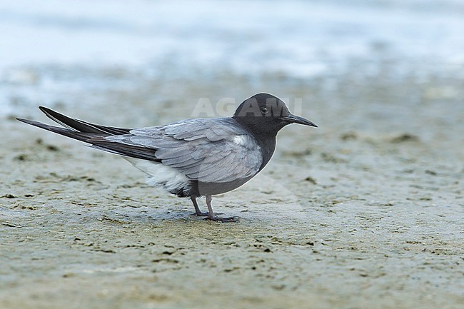 Adult American Black Tern (Chlidonias niger surinamensis) in breeding plumage resting on a beach in Galveston County, Texas, in April 2016. stock-image by Agami/Brian E Small,