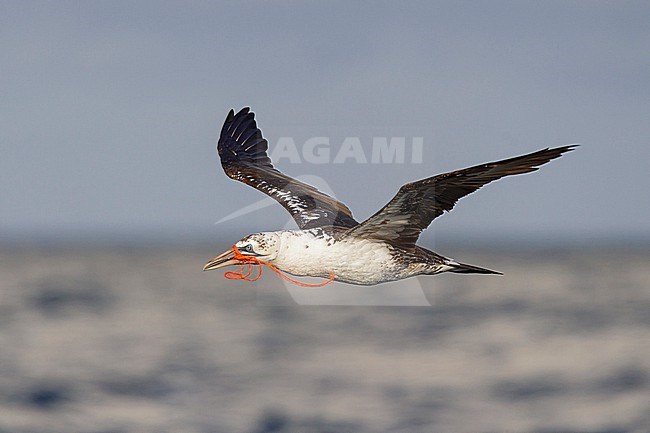 A Northern Gannet (Morus bassanus) is flying over the German North Sea with a fishing net in its beak. stock-image by Agami/Mathias Putze,