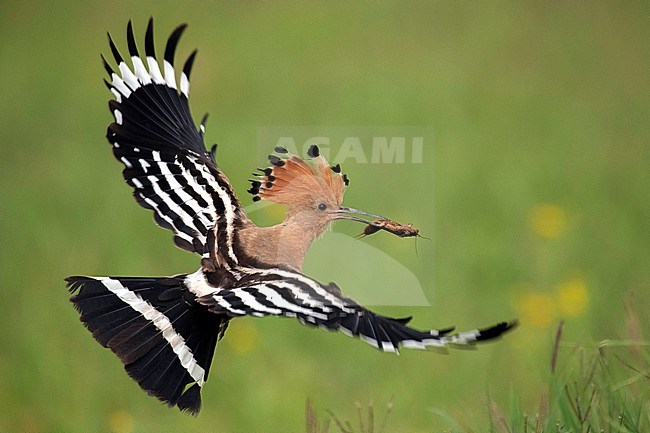 Eurasian Hoopoe, Upupa epops, in Hungary. In flight with a mole cricket as prey. stock-image by Agami/Han Bouwmeester,