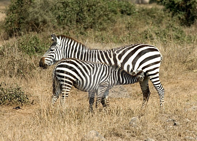 Plains zebra with young feeding; steppezebra met jong zogend stock-image by Agami/Roy de Haas,