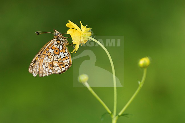 Zilveren maan; Small Pearl-bordered Fritillary; Boloria selene stock-image by Agami/Walter Soestbergen,