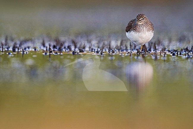 Green Sandpiper (Tringa ochropus) standing in a shallow pond in Italy. stock-image by Agami/Daniele Occhiato,