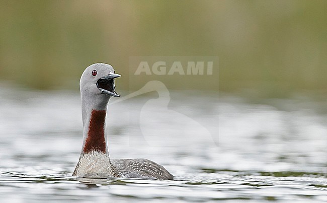 Red-throated Diver calling (Gavia stellata) Iceland June 2019 stock-image by Agami/Markus Varesvuo,