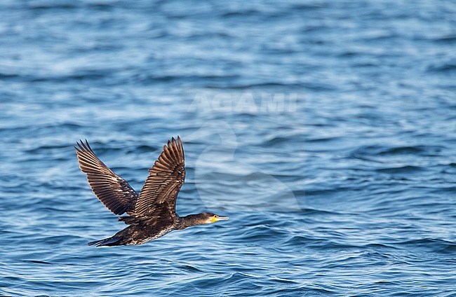 Immature Great Cormorant (Phalacrocorax carbo) in flight low over the Black Sea in Bulgaria. stock-image by Agami/Marc Guyt,