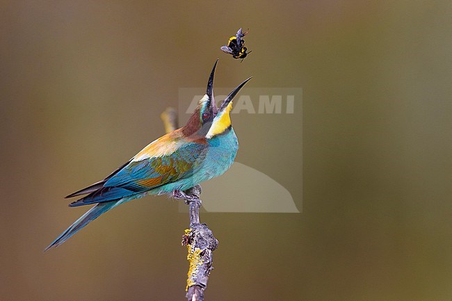 European Bee-eater, Merops apiaster, in Italy. Tossing a bumblebee in the air. stock-image by Agami/Daniele Occhiato,