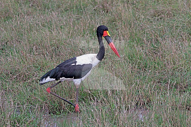 Saddle-billed Stork, Zadelbekooievaar stock-image by Agami/Pete Morris,