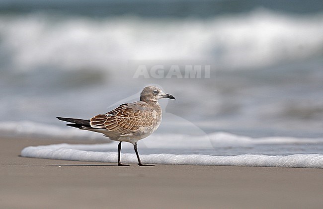 Laughing Gull, Larus atricilla megalopterus, 1stWinter  at Cape May, New Jersey, USA stock-image by Agami/Helge Sorensen,