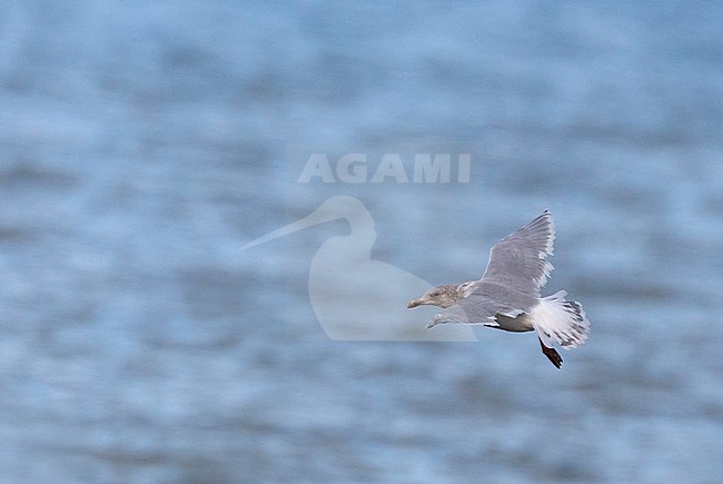 Fourth-winter Glacous-winged Gull (Larus glaucescens) showing upper wing over Chukchi Sea in Alaska, USA> stock-image by Agami/Edwin Winkel,