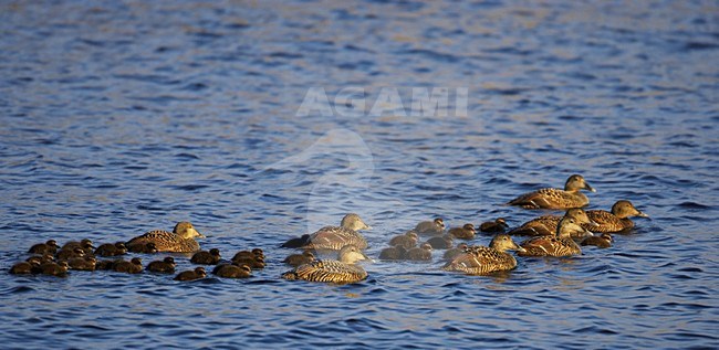 Vrouwtjes Eiders met jongen; Female Common Eiders with young stock-image by Agami/Markus Varesvuo,