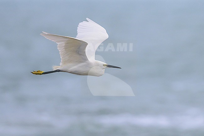 Little Egret (Egretta garzetta) flying with the sea as background. stock-image by Agami/Sylvain Reyt,