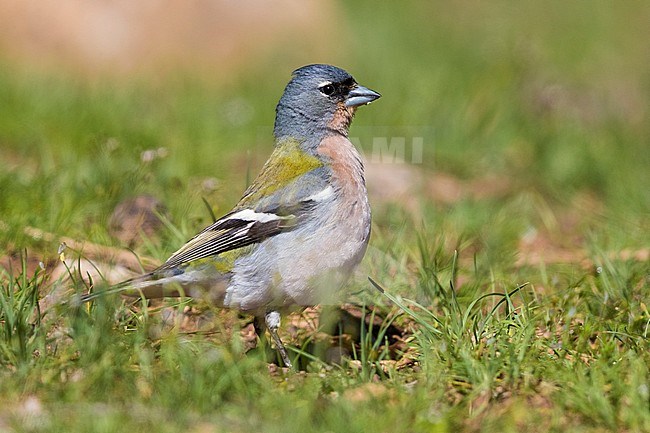 Common Chaffinch (Fringilla coelebs africana), side view of an adult male standing on the ground in Morocco stock-image by Agami/Saverio Gatto,