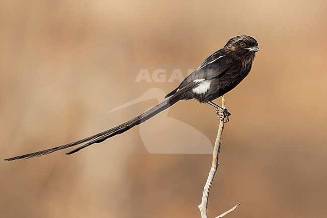 Magpie Shrike (Lanius melanoleucus expressus), side view of an adult female perched on a dead branch, Mpumalanga, South Africa stock-image by Agami/Saverio Gatto,